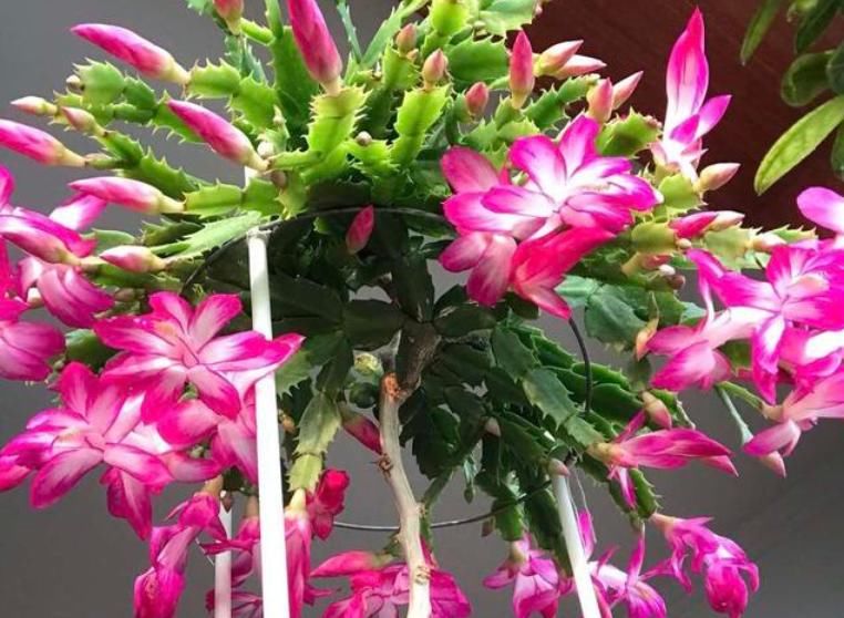  「漂亮」5种好养又漂亮的花，家里养上几盆，旺财又旺家，值得拥有！