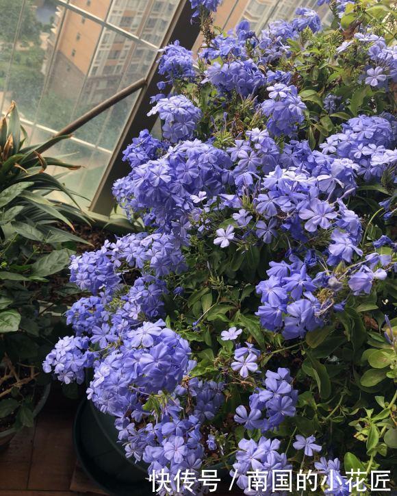 「花瓣」蓝雪花要“放养”,夏天使劲晒,“肥水”浇灌,蓝色花瓣开满墙