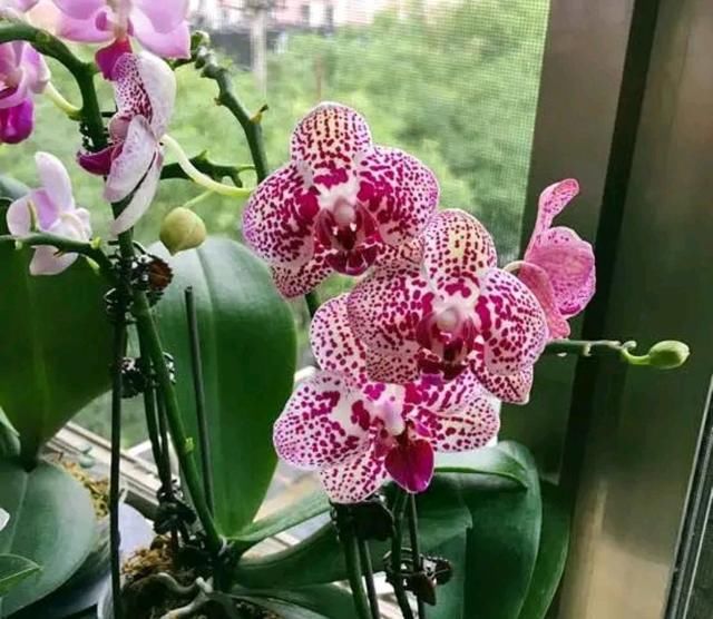  「学到」蝴蝶兰花箭长大需要造型，蝴蝶兰花箭塑形防倒伏技巧，学到了