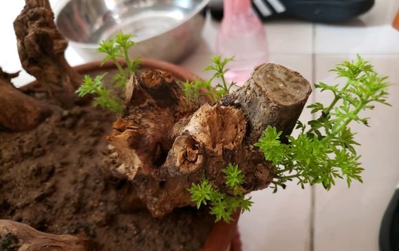  【黄荆】乡下的这棵树到处都长得快又结实，做盆景反而很有价值