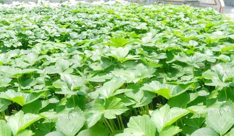 『人称』田间地头是草,搬上餐桌成了宝,人称“神奇植物”,能去鱼腥羊膻