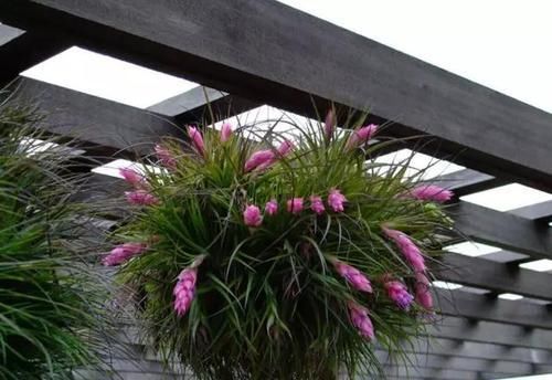  附生植物：植物能“自由”成什么样？教你几种“不要土”的附生植物...