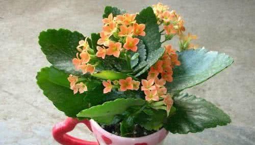 『盛夏期间』养长寿花,半年只需用上“一勺肥”,枝叶茂盛,开花不断!