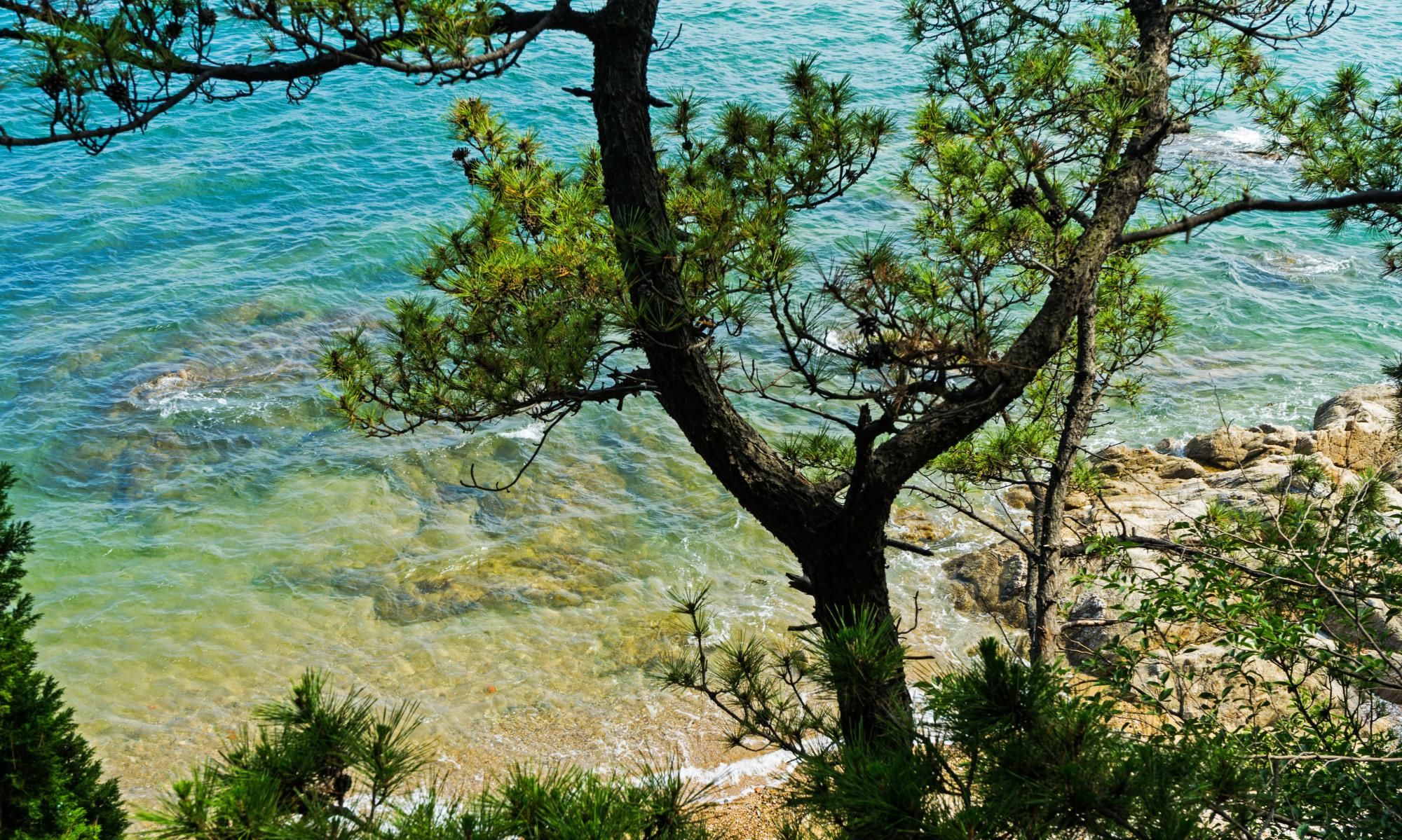 山东威海市区这片神秘海滩，海蛎子小螃蟹真不少，本地人都不知