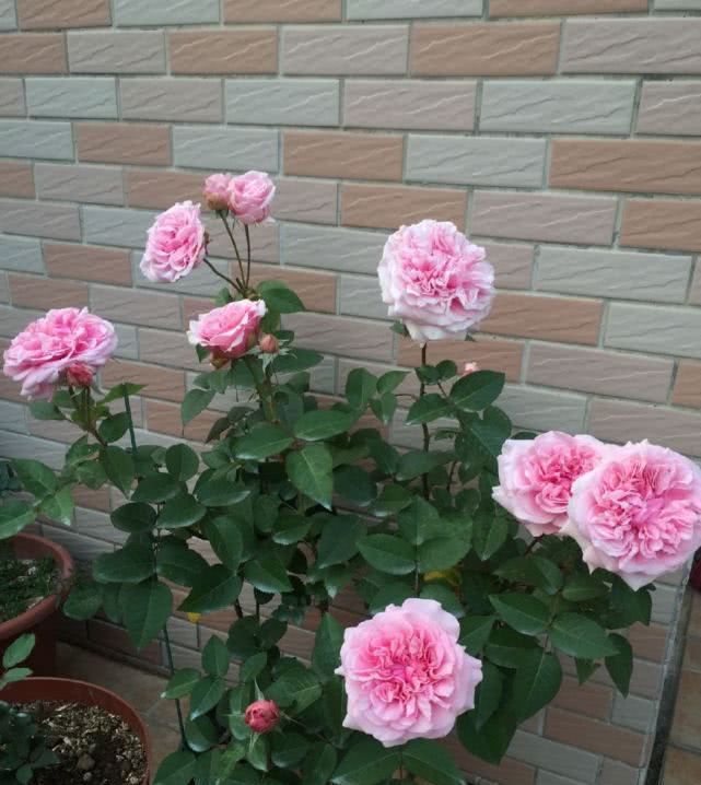 【漂亮】夏季养花选这种,漂亮又好养,最重要的是耐寒耐热南北方都能种!