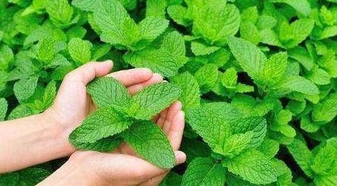 『苍蝇』这三种花是在室内的盆里培育的,蚊子和苍蝇不敢进屋,防蚊是夏季的首选