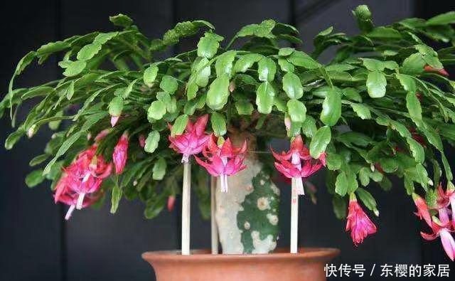 夏天的时|蟹爪兰还没冒花苞,叶子全“黄了”,教你几招就解决
