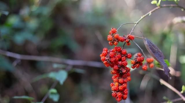 这群不回家的牛，在300平方公里的绝美仙境诗意栖居