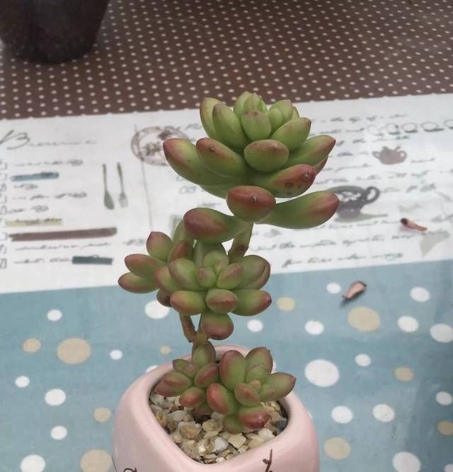 「多肉植物」想要阳台美美的,那么就来做一个多肉阳台党吧