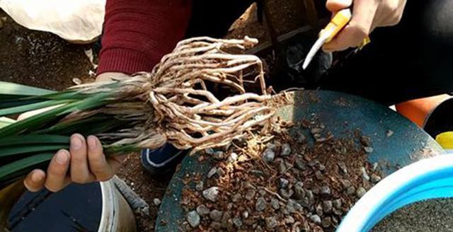 『烂根』养兰花,必备的“多菌灵”,到底应该怎么用?