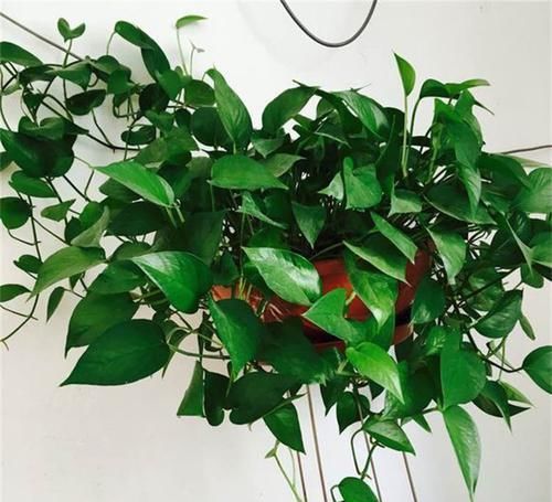  「适合」5种藤蔓植物，每一种都适合在阳台养，挂起来像瀑布一样，有气势