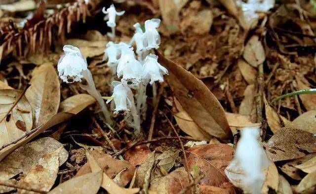  「冥界」传说中的，冥界四花，你知道是那四花吗？