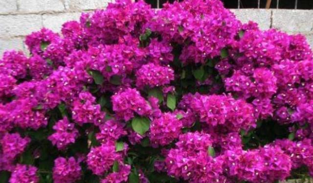  『阳光』夏天赏花首选“三角梅”，阳光越强开花越旺，花朵艳丽观赏强！