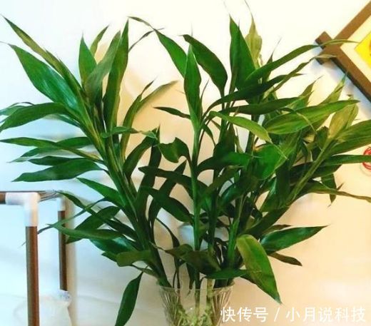  『适合』“3种花”最适合养客厅，镇宅、聚财又养人，大家都抢着买！