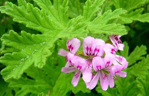  「香味」这几朵香香花，蚊子最不喜，可香气对人们来说却很好闻，花香迷人