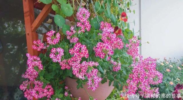 次水就行@阳台变花园,8种花现在养,半个月就爆满阳台,长的飞快花也多