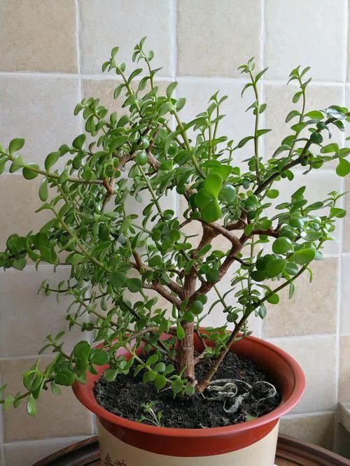  爆满■金枝玉叶晒伤了？换个位置养，3天复元气，泼泼辣辣爆满盆