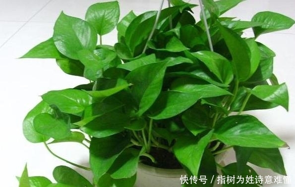 #花草#没有精力打理花草该怎么办?当居家栽种绿萝,水培、土培两相宜