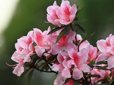  入夏|杜鹃花一入夏爱“打盹”，吃点“小激素”，花朵一开百日红