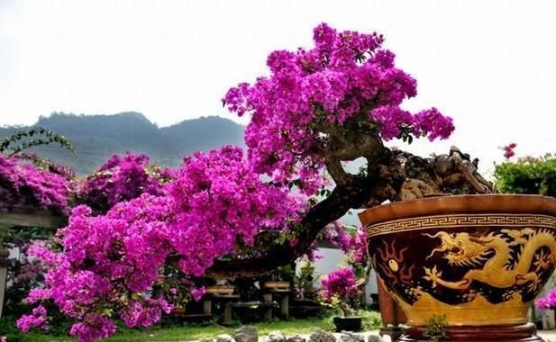 【日常】高温天气,三角梅叶子大量脱落,我们日常养护“这么做”,快速催新芽