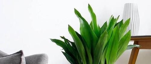  花草■6种“耐阴”的花草，室内光照差，也能旺盛生长，好养又省心！