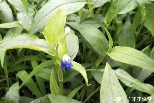 「值钱」此种“野草”不多见,被称为“鸭跖草”,珍贵、值钱,请勿忽视!