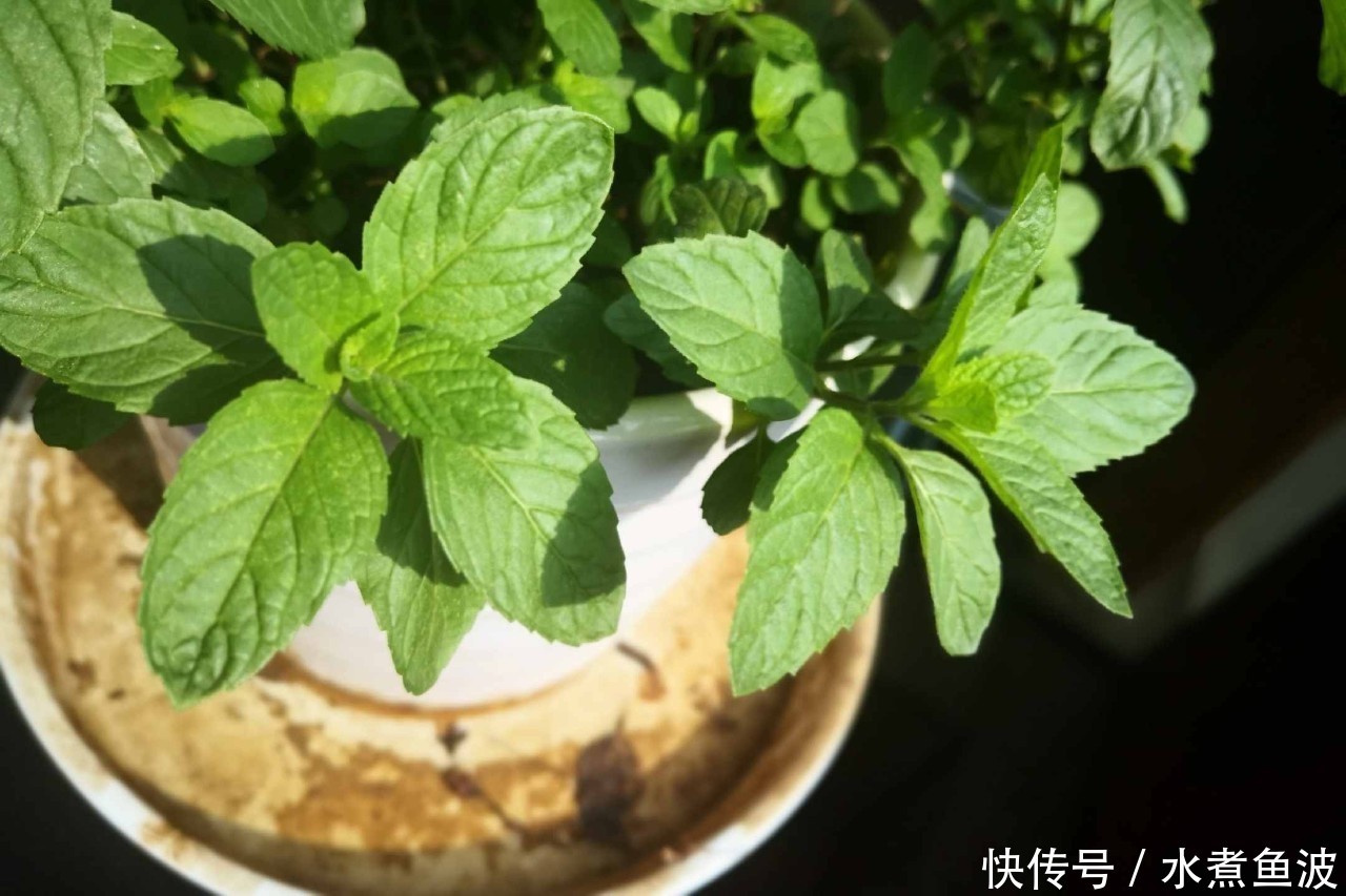 不用@阳台上种菜,别缺这6样,随便种一盆,割菜好几茬,都不用买菜了