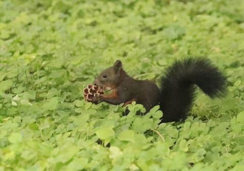 摄影师蹲守颐和园 捕捉松鼠觅食瞬间