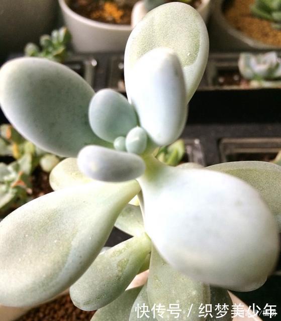「桃美」桃美人不爆侧芽,砍头时多做一步,一个月侧芽不断冒出