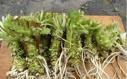  #价格非常#农村里的野草，卖到了300元一斤，堪称最贵蔬菜，农民