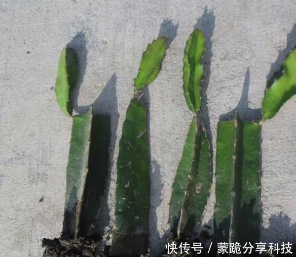 果子@“火龙果”盆栽不结果?是因为少了这一步,加一步果子挂满枝!