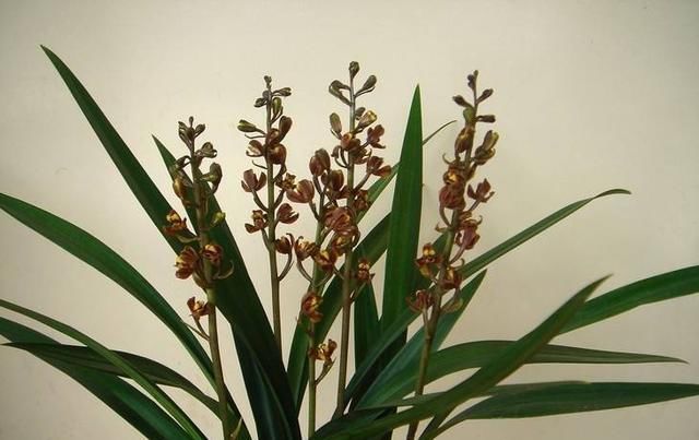  阳光：每天通风2小时，养好“墨兰”很轻松，制成盆景摆家里，提升品位