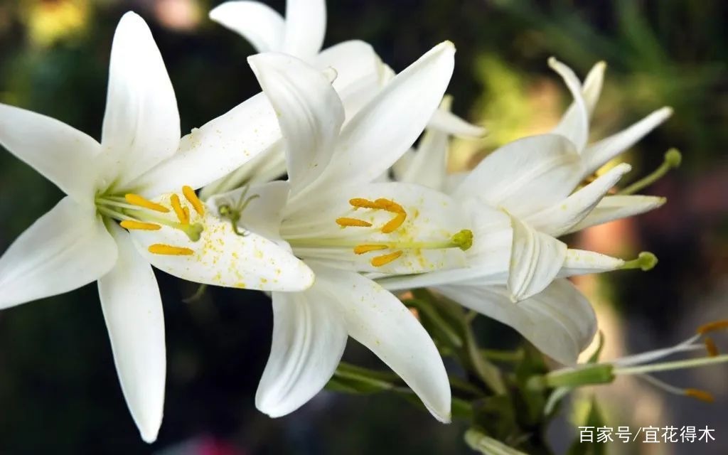  【传统】濒危物种｜百合是我国传统名花，您可见过开瓣豹子花？