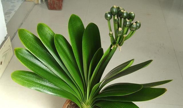  #夏季#夏季养护君子兰烂根还黄叶？这几步不做好，冬季难开花