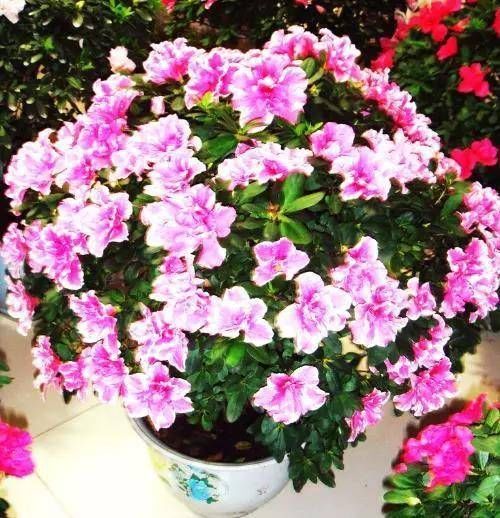  「盆栽」家里盆栽杜鹃花，杜鹃花爱掉叶，学会这一招，花开成簇爆满盆