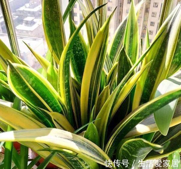 老奶奶■老奶奶不花钱买3种花,全靠叶片扦插繁殖,叶子多少苗多少