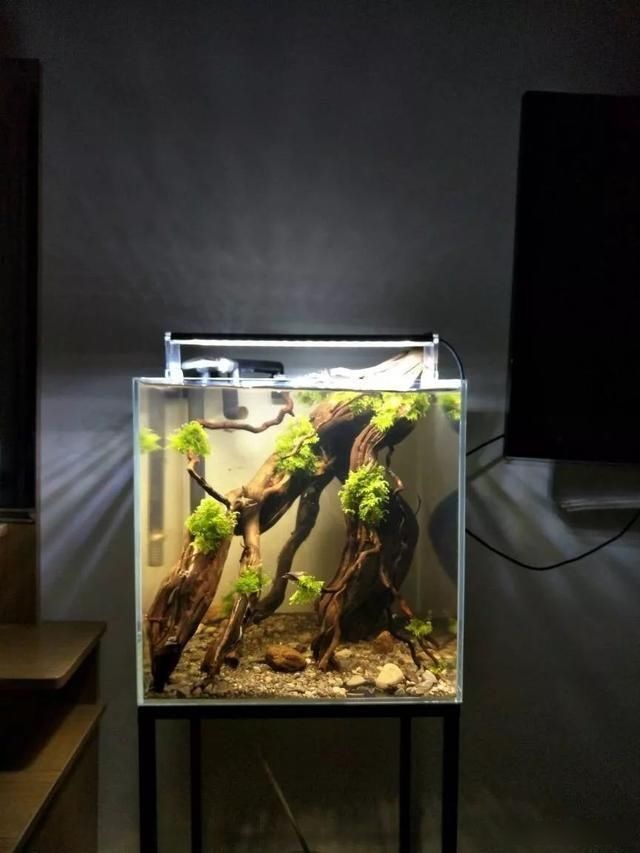  「养草」从养鱼到养草，从雨林缸到水陆缸 | 10年水族之路