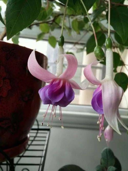 「喜欢」10种最受欢迎的年宵花,你最喜欢哪一种?
