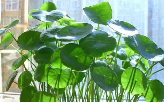  「新芽」养铜钱草，不能“顺着来”，7天不见光，新芽狂冒，枝条蹿成1米高