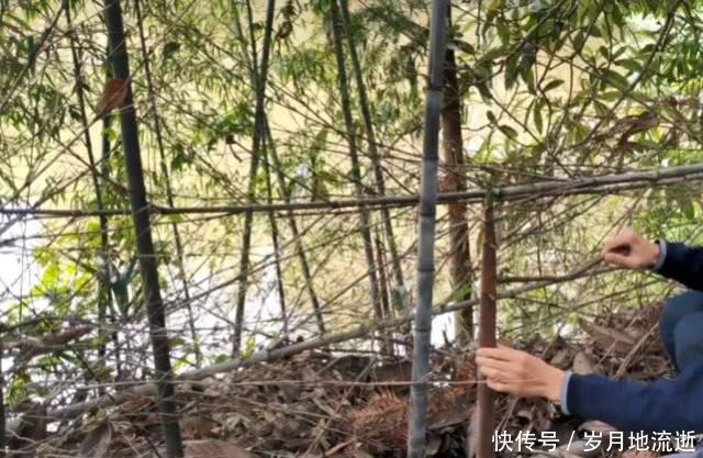 农村一种罕见的黑色竹子，竹笋珍贵农民不得吃，一般人真没见过
