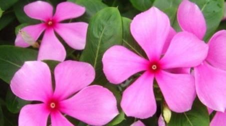 『盆栽』家养盆栽植物,选“铺地锦”,花色五彩缤纷,花期达半年