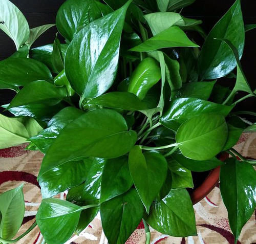  铁线蕨■3种花，就是“水桶”，浇水越勤快，生长越旺盛，绿油油一整年