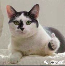 「 听说」97%都是冒牌的,你被“假网红”骗过吗?听说北京的网红店