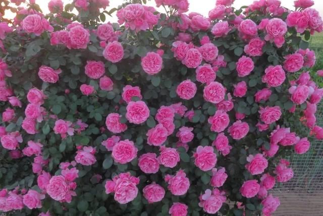  长出：独杆月季长了很多脚芽和笋芽需要抹芽吗？不要瞎搞，养成花球很香