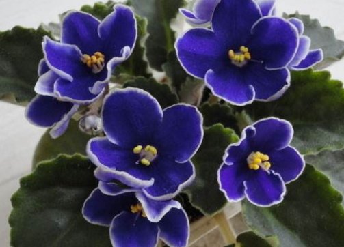 『朱顶红』养花养个“美艳”的,花色鲜艳亮丽,枝叶繁茂旺盛,枝叶青翠欲滴