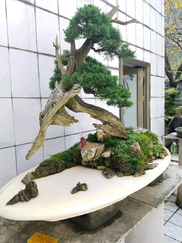  『园艺师』到园艺师家里做客，欣赏到了很多精品盆景，一起来感受盆景的魅力