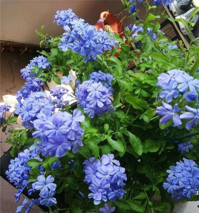  nbbe_2286新手学扦插,就选这几种花,捡根枝沾土就活,四季开花,次次爆盆