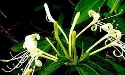  不见|金银花“不见花”？那是少了“它”，花苞一串串，花开一片金黄