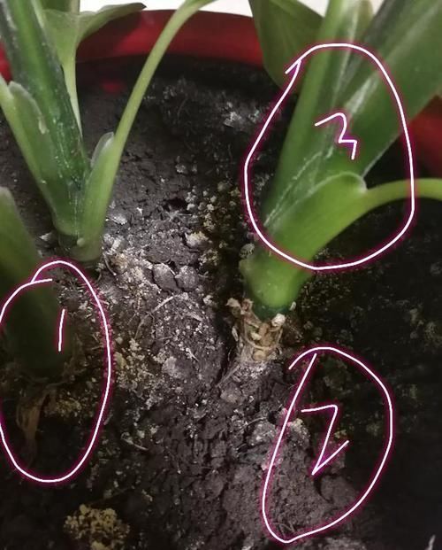  『万年青』?万年青盆栽叶片萎蔫还倒伏了怎么办？少浇水多通风，散光补营养