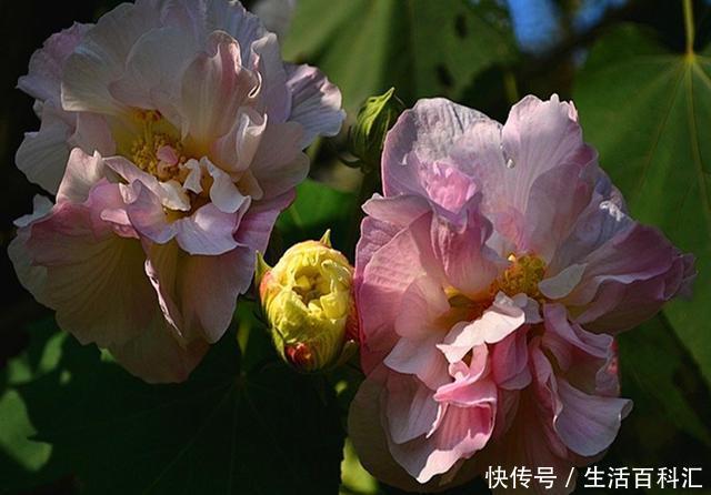  [花神]十月花神木芙蓉，凄美的故事打动了无数人，养护注意事项很多